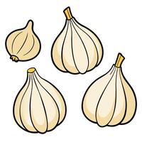 Three garlic bulbs on a white background vector