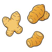 A set of ginger root vegetables on a white background vector