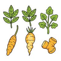 Carrots and leaves set of illustration vector