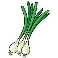 A bunch of green onions on a white background vector