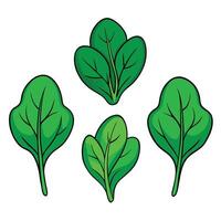 Spinach leaves illustration vector