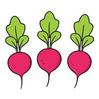 Three radishes are shown on a white background vector