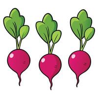 Three radishes with green leaves on a white background vector