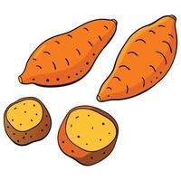 A cartoon drawing of a sweet potato and a half vector