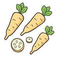 Carrots and slices of carrot on white background vector