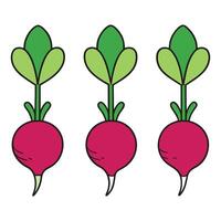 Three radishes with leaves on them vector