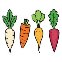Carrots and other vegetables on a white background vector