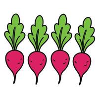 A group of three radishes with green leaves vector