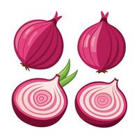 Red onion illustration isolated on white background vector
