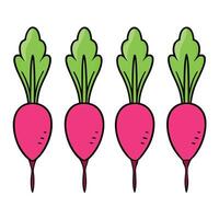Three radishes are shown in a row vector