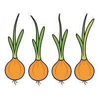 Three onions are shown in a row vector
