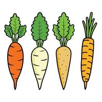 Carrots illustration white background vector
