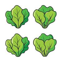 A set of four different types of lettuce vector