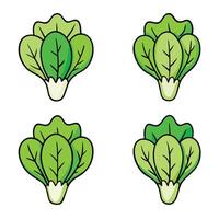 A set of four different types of lettuce vector