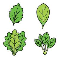 A set of four different types of leafy vegetables vector
