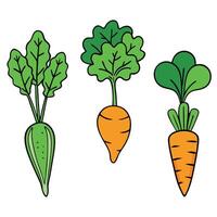 Carrots and radishes on a white background vector