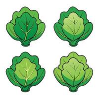 A set of four different types of cabbage vector