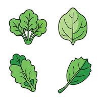 A set of four different types of leafy vegetables vector
