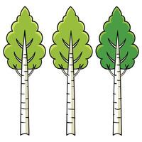 Three birch trees with green leaves and white trunks vector
