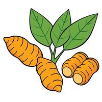 Tumeric root with leaves and leaves illustration vector
