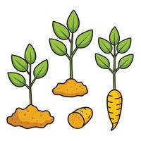 Carrot plant and sprouts illustration vector