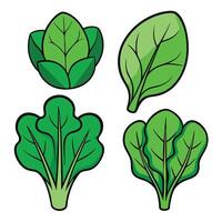 A set of four different types of leafy vegetables vector