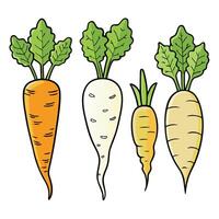 Carrots illustration white background vector