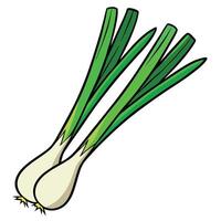 Two onions on a white background vector