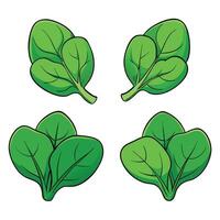 Four spinach leaves on a white background vector