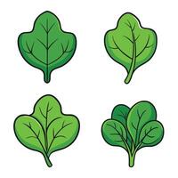 Four different types of spinach leaves vector