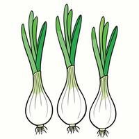 Three onions are shown in a row vector