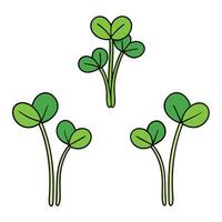 Four clover plants with leaves on a white background vector