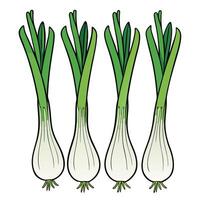 Three onions are shown in a row vector