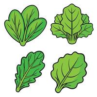A set of four different types of leafy vegetables vector