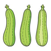 Three green zucchini on a white background vector