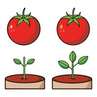 Tomato plant growth process illustration vector