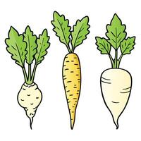 Three different types of carrots are shown vector