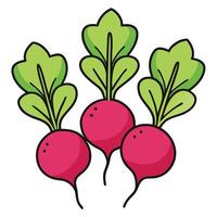 Three radishes on a white background vector