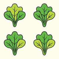 A set of four leaves of green cabbage vector