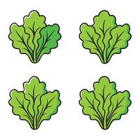 A set of four leafy green vegetables on a white background vector