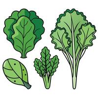 A set of vegetables including kale, cabbage, and spinach vector