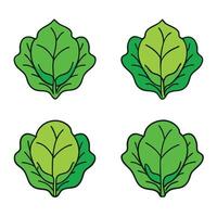 Four leafy green vegetables on a white background vector
