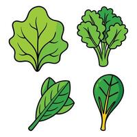 A set of four different types of leafy vegetables vector