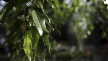 Close up for green leaves on tree branch in a sunny day, nature concept. Stock footage. Gentle small green leaves of a tree growing in the garden with a watering machine on the background. photo