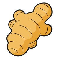 A ginger root on a white background vector