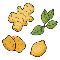 Ginger, ginger, and lemon on a white background vector