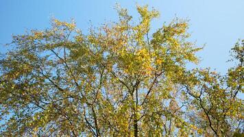 Early fall. Birch trees with golden, yellow leaves slightly swaying on wind in sunlight, bottom view video