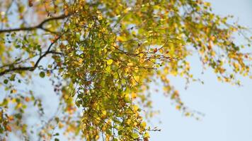 Early fall. Birch trees with golden, yellow leaves slightly swaying on wind in sunset, bottom view. video