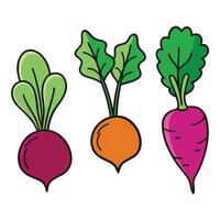 Three different types of vegetables are shown in this illustration vector