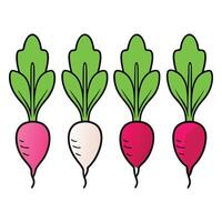 Radishes are shown in a row on a white background vector
